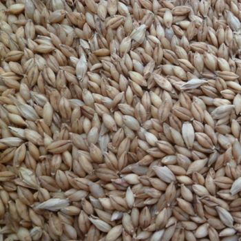 Premium Barley Grain Offering Rich Taste And Barley Content For Bulk Orders In Health Food And Feed Industries from malter group Premium Barley Grain Offering Rich Taste And Barley Content For Bulk Orders In Health Food And Feed Industries - malter group - Tanzania