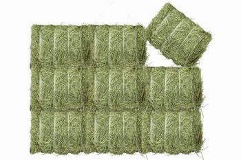 Rhode Grass - Future Link General Trading - United Arab Emirates