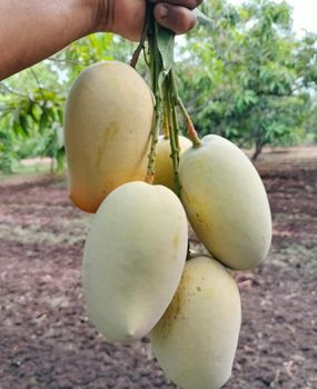 Alphanso Mango – product photo, Fresh Green Mango products found from trusted suppliers, wholesalers, manufacturers & exporters Listing