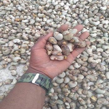 RAW CASHEW NUTS - AGRO AFRIQUE COMPANY LIMITED - Tanzania