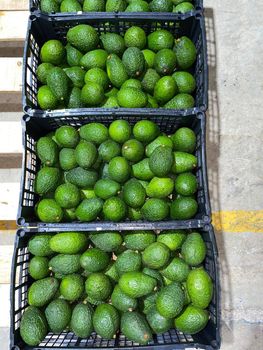 AVOCADOS – product photo, Recommend Fallback