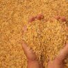 Wheat - OOO SFERA - Russian Federation