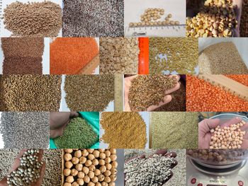 Lentils Origin Russia Product Grade Premium Place of Origin RUSSIA Service Model Seamless Service Manufacturer LLC INTELLICOMMODITY - LLC Intellicommodity - Russian Federation