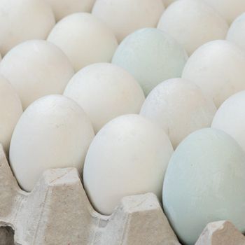 Premium White Shell Fresh Table Eggs Processed With Care For Export Supply And Overseas Food Buyer from malter group Premium White Shell Fresh Table Eggs Processed With Care For Export Supply And Overseas Food Buyer - malter group - Tanzania