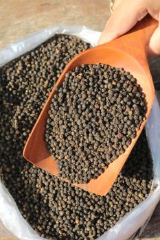 Black Pepper - 500-530 GL - PT Globalindo Mega Aroma - Indonesia