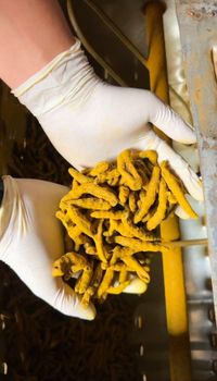 Turmenic wholefinger - marigold agro nusantara - Indonesia