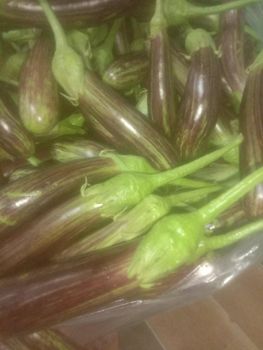 Long shiny eggplant Availability Year-round Texture Tender, Soft, And Creamy When Cooked Flavor Fresh And Non-bitter, Absorbs Flavors - Imran enterprise - India