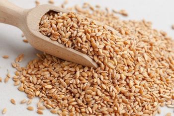 High Quality Milling Wheat Available For Bulk Purchase And Commercial Use from MASI TRADING GMBH High Quality Milling Wheat Available For Bulk Purchase And Commercial Use - MASI TRADING GMBH - Germany