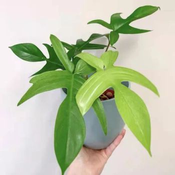 Ornamental Plant Philodendron Florida Live Plants Desk Bonsai - Xiamen Friendship Bridge Co., Ltd. - China