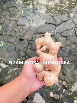 Indonesian Fresh Elephant Ginger / Cleaned High Quality Natural Spices for Wholesale Export from Elzam Global Nusantara Indonesian Fresh Elephant Ginger / Cleaned High Quality Natural Spices for Wholesale Export - Elzam Global Nusantara - Indonesia
