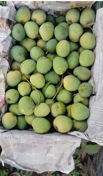 Mango – product photo, Fresh Green Mango products found from trusted suppliers, wholesalers, manufacturers & exporters Listing