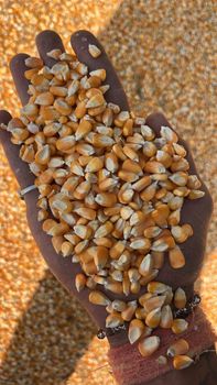 Best quality yellow corn - animal feed grade - Axiom industries - India