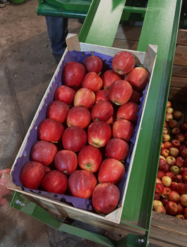 FRESH HARVEST PINK LADY APPLES CAREFULLY PACKED 10Kg-18Kg WHOLESALE - Sosa Merchant Solutions - Austria