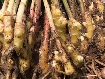 Ginger Freshness Fresh Organic Status Completely Organic Sourcing Region Maharashtra And The Entire - Ganesh supplier  - India