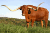 Product – product photo, Veal products found from trusted suppliers, wholesalers, manufacturers & exporters Listing