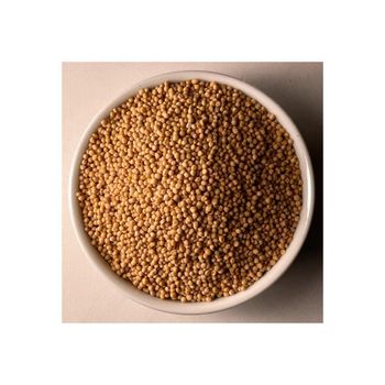 Fast delivery Mustard Seeds for global buyers in food and agriculture sectors - MASI TRADING GMBH - Germany