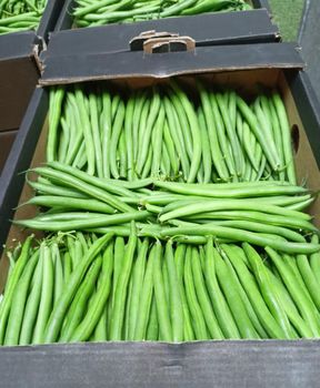 Green beans - AL-SEDIK FOR FRUITS AND VEGETABLE EXPORT AND TRADING - Egypt