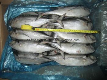 Muroaji/Hard Tail/Scad Fish Style Whole Processing BQF Model NO. 6586 HS Code 03035300 Trademark healsea Certification - HAIZHISHI FOOD TRADING CO., LTD. SHISHI CITY - China