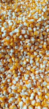 Premium Dried Shelled Corn for Export - Tirempah - Indonesia
