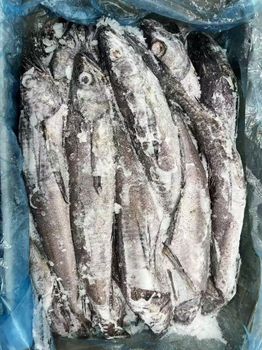 Pacific Hake Packaging 15kg/carton Storage Temperature -18℃ Size Range 400-1000g; 1000g+ Quality Grade Hake Wr; Hake Hg; Hake Hg(iwp); Hake - Latin Seafood PTE. LTD - China
