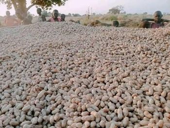 groundnuts seeds - Asili International Limited - South Sudan