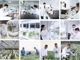 Product – product photo, Vegetable Seed products found from trusted suppliers, wholesalers, manufacturers & exporters Listing
