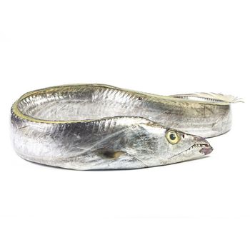 Frozen Ribbon Fish Expertly Frozen After Catch Maintaining Natural Quality For Seafood Distribution - TOSOH INTERNATIONAL - South Africa