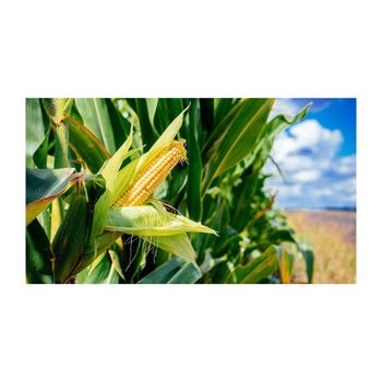 organic corn kernels for making corn flour tortillas popcorn and baking natural whole corn grains packed with fiber nutrients and carbohydrates perfect for healthy recipes and daily cooking - SATTER FOOD AND BEVERAGE - Netherlands