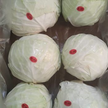 white Cabbage Style Fresh Address egypt Model Number 1 Quality Top Grade Manufacturer Bloom Taste Natural Taste Color Purple, - Bloom For Trade - Egypt