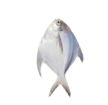 Cheap Price Frozen Silver Pomfret Fish white Pomfret For Sale - Exigentelaxia Unipessoal Lda - Portugal