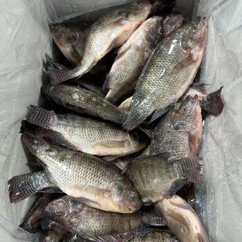 Best Quality Frozen Tilapia Fish Frozen IQF 300 500g - Xiamen Yangzhen Import and Export Co., Ltd - China