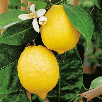 CHEAP Price HIGH QUALITY FRESH SEEDLESS 2023 / Fresh Seedless Lime / Wholesale GREEN LEMON - Zigui County Qugu Food Co., Ltd. - China