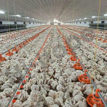 Turnkey Full Automatic Poultry Broiler/Layer/Breeder Farm Equipment Completely for Chicken House Improving Efficiency Healthy and Performance in All Conditions - Qingdao Hi-hope Agricultural Technology Co., Ltd. - China