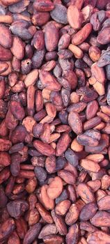 Cacao Nuts Origin Togo Bag Weight 70-100kg Fermentation Level 85% Packaging Material Jute Drying Method Sun-dried Sorting Method - The Slain Lamb - United Arab Emirates