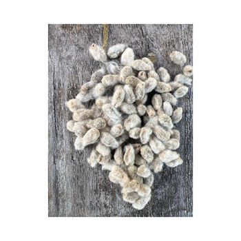 Premium Cotton Seeds for bulk purchase wholesale orders quick shipment reliable supply - afrivett@gmail.com - South Africa