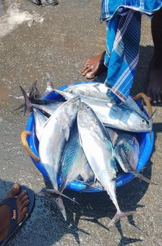 Horse Mackerel Freshness Freshly Caught And Not Frozen Size Availability 4-6 Pieces Per Kg And Big Size - Pragh Aquas LLP - India