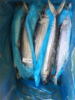 Frozen Fish Spanish Mackerel Promotional High Quality Most Popular Frozen Spanish Mackerel Fish - VERTEX TRADING LIMITED - United Kingdom