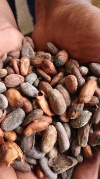 cocoa nibs - Goshen Cocoa company ltd - Cameroon