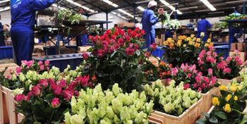 Product - BLACK TULIP BUSINESS SUPPORT , LTD - Global