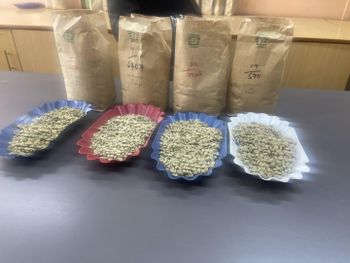 Coffee & Coffee Bean / tea Color Green, Purple Drying Method Sun Dried Bean Type Robusta, Arabica Harvest Method Hands - Nyayo Tea& Coffee LLC - Kenya