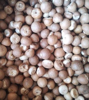 Betel Nut Type Whole Quality 90/95 Place of Origin - PT Jati Bening Indonesia - Indonesia