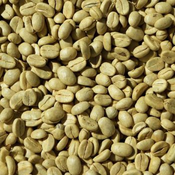 Robusta Coffee - Savannah Source Global Trade Ltd - Kenya