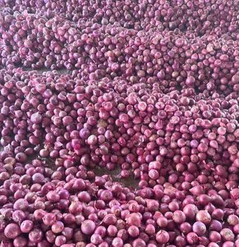 Fresh Onions from Root & Realm Exim Fresh Onions - Root & Realm Exim - India