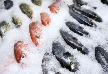 FROZEN FISH Type VERIOUS Texture Fresh Flavor Oceanic Flavors Color Natural Oceanic Hues Place of Origin SOUTH AFRICA Packaging 10 KG, 25 KG, 50 KG BOXES - afrivett@gmail.com - South Africa