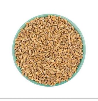 Feed Wheat Bulk Packaging For Large Volume Orders And Export Supply - MASI TRADING GMBH - Germany