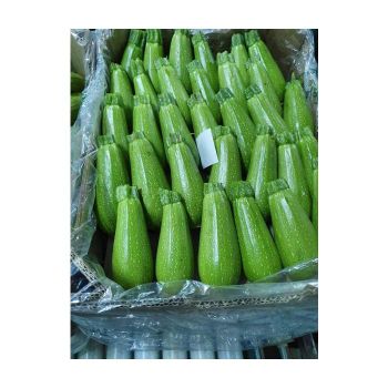 Best Sell Factory Direct Supply Natural New Crop Best Quality Vegetables Fresh Zucchini Wholesale Exporter from Egypt - El farida for export - Egypt