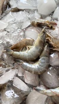 Vannamei shrimp - Tanjung Buana - Indonesia