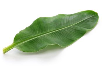 banana leaf - rishitraders - India