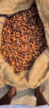 cocoa beans - udaya - United States