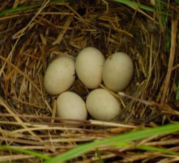 Mallard egg - VULPEX KFT. - Hungary